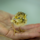 The one little guy.